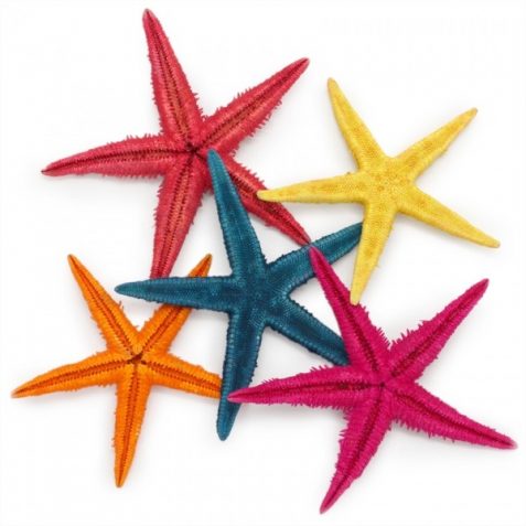 Estrellas de mar para decoración